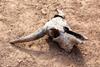 A cattle skull on bare ground