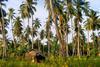 Coconut plantation