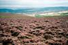 Sea of Heather on Dunkery, Exmoor