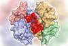 An artificial imine reductase whose activity has been optimised by means of directed evolution