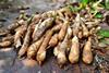 Arrowroot crop in Bermuda