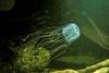 An image showing a box jellyfish (Chironex fleckeri)