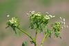  Hemlock blooming