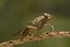 Tsetse fly