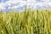 A close up photo of an ear of barley