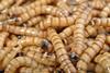 An image showing mealworms