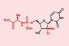 An image showing uprifosbuvir