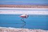 An image showing a single flamingo walking through one of the shallow lagoons in the Atacama desert