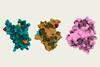 An image showing Bright Peak protein structures