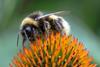 A bumblebee on a flower