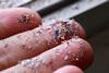 A closeup photo of fingers with an array of tiny colourful plastic particles stuck to it