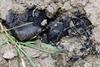 A Winchcombe meteorite fragment found embedded in a field