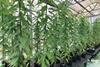 Tall green plants in a greenhouse