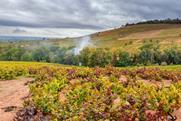 Vineyard with fire in the distance