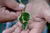 Soybean leaves