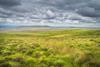 Grassy moorland