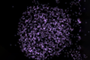 An image showing Cu0.8Ag0.2 and Cu0.5Ag0.5 nanoparticles